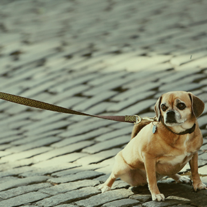 cosas-para-perros