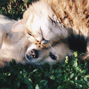 gatos-y-perros